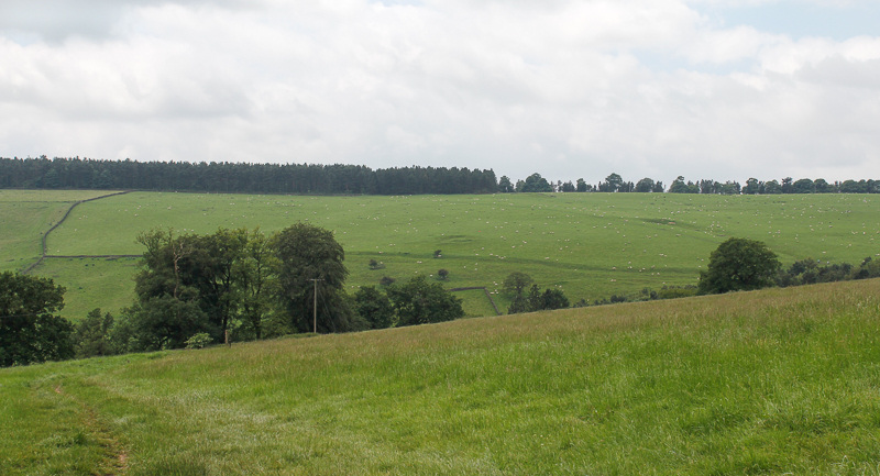Manners Wood